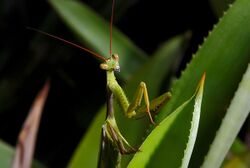 Louva-a-deus brachyptera (Cardioptera brachyptera).jpg