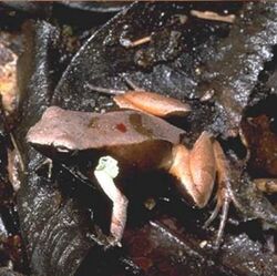 Mantella haraldmeieri.jpg