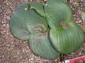 Massonia pustulata 1c.JPG