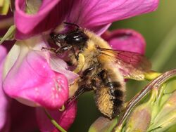 Megachile nigriventris.jpg