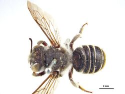 Megachile tasmanica.jpg