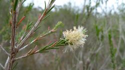 Melaleuca parvistaminea flower (8216987976).jpg