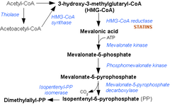 Mevalonate pathway.png