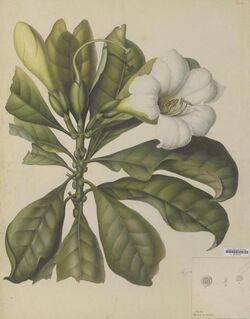 Naturalis Biodiversity Center - L.0939514 - Fagraea auriculata Jack - Artwork.jpeg