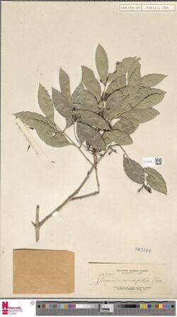 Naturalis Biodiversity Center - L.2516203 - Eugenia viridifolia Elmer - Myrtaceae - Plant type specimen.jpeg
