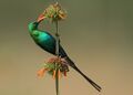 Nectarinia famosa (Malachite Sunbird).jpg