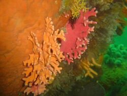 Noble corals at Mushroom Pinnacle DSC06533.jpg