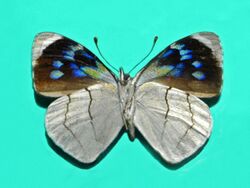 Nymphalidae - Perisama bomplandii-001.jpg