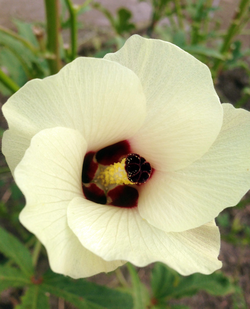 Okra blossom with pollen.png