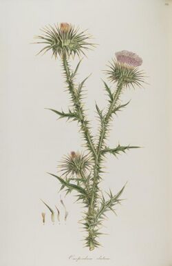 Onopordum tauricum.jpg