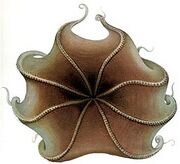 Drawing of a brown octopus from underneath