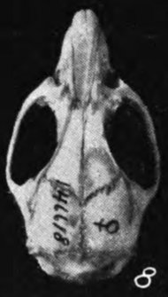 Skull, seen from above, on a black background, with the number "8" next to it. On the braincase, the number 146618 and the female symbol are written.