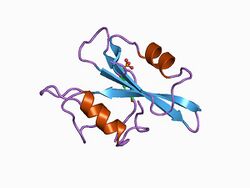 PDB 1cwd EBI.jpg