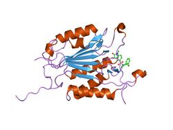 PDB 1gfw EBI.jpg