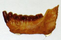 Parapithecus grangeri mandible 2.jpg