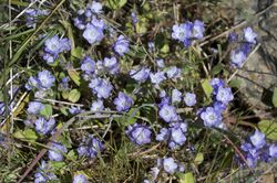 Phacelia divaricata.jpg