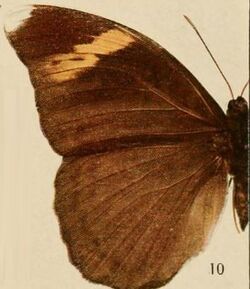 Pl.07-10-Bebearia maximiana (Staudinger, 1891).JPG