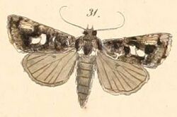 Pl.110-31-Thysanoplusia sestertia (Felder & Rogenhofer, 1874).jpg