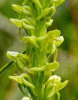 Platanthera Purpurascens flower.jpg