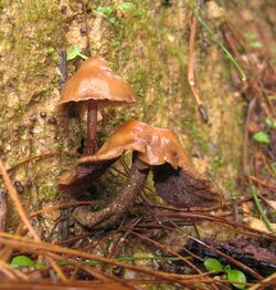 Psilocybe muliercula 105891.jpg