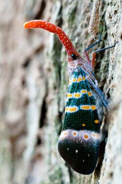 Pyrops-karenius-Kaeng-Krachan-National-Park.jpg