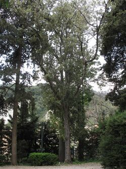 Quercus leucotrichophora (Serres de la Madone).jpg