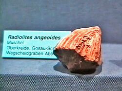 Radiolitidae - Radiolites angeoides.jpg