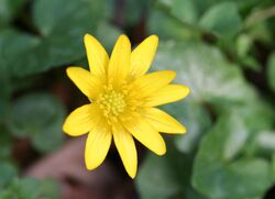 Ranunculus ficaria-01 (xndr).jpg