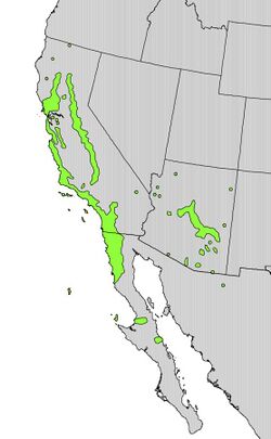 Rhamnus crocea range map.jpg