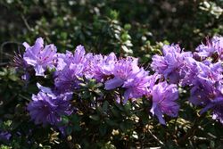 Rhododendron fastigiatum.JPG