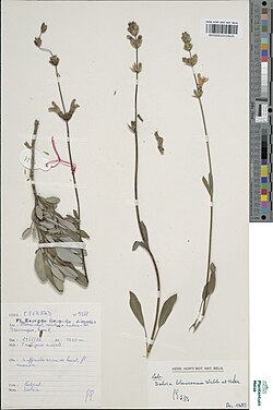 Salvia blancoana.jpg