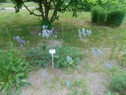 Salvia nutans 2016-05-31 1974.jpg