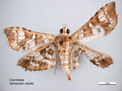 Sameodes iolealis ventral.jpg