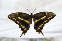 Schaus Swallowtail Butterfly (14359659735).jpg