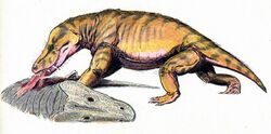 Scylacosuchus DB.jpg