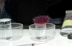 Sea urchin test method - water pollution - EPA.png