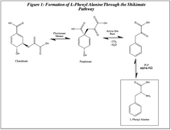 Shikimate Pathway.png