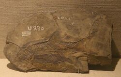 Sinoniscus-Paleozoological Museum of China.jpg