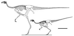 Sinornithomimus skeletal.jpg