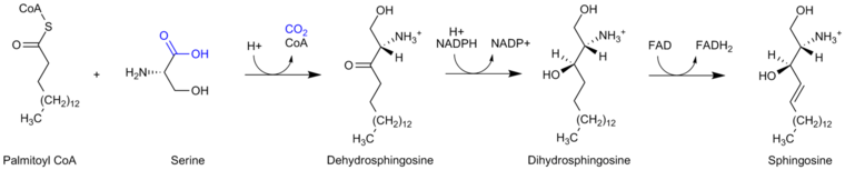 Sphingosine synthesis