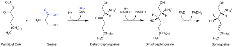 File:Sphingosine synthesis corrected.png