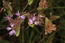 Tall Elephant's Foot - Elephantopus elatus, Carolina Sandhills National Wildlife Refuge, McBee, South Carolina (36996995526).jpg