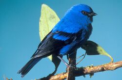 blue and black songbird on branch