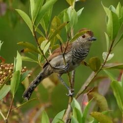 Thamnophilus ruficapillus-Rufous-capped Antshrike (Male).jpg