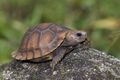 Travancore Tortoise (Indotestudo travancorica) by Sandeep Das.jpg