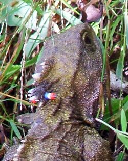 Tuatara karori head.jpg