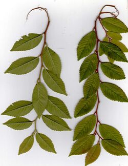 Ulmus parvifolia 'Drake'.jpg