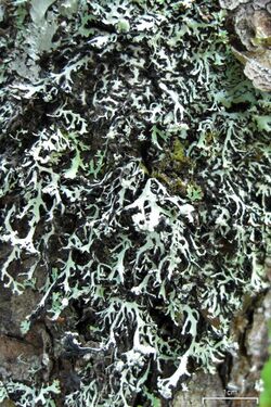 Umber Monks Hood Lichen (3816400766).jpg