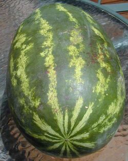 Watermelon, Citrullus lanatus