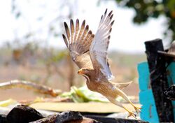 White-eyed Buzzard.jpg